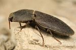agrypnus-crenicollis2-foto-fjkoehler