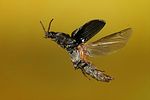 agrypnus-murinus-flug-foto-jschmidt