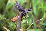 agrypnus-murinus-flug-foto-wernicke