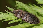 agrypnus-murinus-foto-altmann