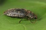 agrypnus-murinus-foto-faasen