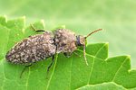 agrypnus-murinus-foto-fgrose