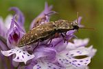 agrypnus-murinus-foto-kretzschmar