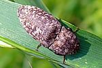 agrypnus-murinus-foto-medger