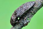 agrypnus-murinus-foto-swadzba