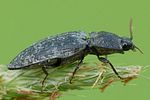 agrypnus-murinus-foto-weisenboehler