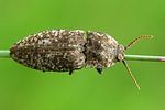agrypnus-murinus2-foto-rydzi