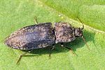 agrypnus-murinus3-foto-fgrose