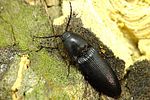 ampedus-brunnicornis-foto-krejcik