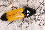 ampedus-elegantulus-foto-benisch