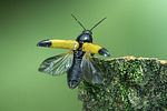 ampedus-elegantulus-start-foto-weidlich