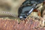 ampedus-erythrogonus-detail-foto-weidlich