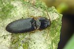 ampedus-erythrogonus-foto-krejcik