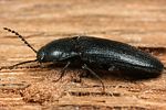 ampedus-nigerrimus3-foto-koehler