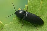 ampedus-nigrinus-foto-koehler