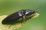 ampedus-nigrinus2-foto-koehler