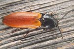 ampedus-nigroflavus5-foto-koehler