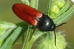 ampedus-rufipennis2-foto-auer