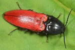 ampedus-sanguineus-foto-altmann