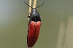 ampedus-sanguineus2-foto-henderickx