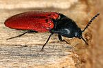 ampedus-sanguineus6-foto-koehler