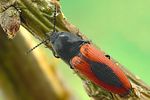 ampedus-sanguinolentus-foto-krejcik