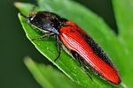 ampedus-sanguinolentus2-foto-keresztes