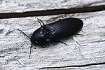 ampedus-scrofa-foto-rydzi