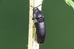ampedus-scrofa-foto-weidlich
