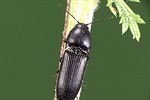 ampedus-scrofa2-foto-weidlich