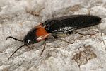 ampedus-sinuatus-foto-benisch