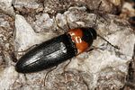 ampedus-sinuatus2-foto-benisch