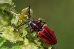 anostirus-purpureus-male-foto-rindlisbacher