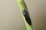 aphanisticus-distinctus-foto-martinez