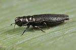 aphanisticus-pusillus-foto-koehler