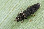 aphanisticus-pusillus2-foto-koehler