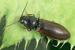 athous-austriacus-foto-weidlich