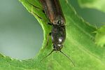 athous-austriacus2-foto-weidlich