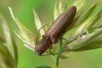 athous-bicolor-foto-auer