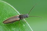 athous-bicolor-foto-hamm
