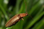 athous-bicolor-foto-koehler
