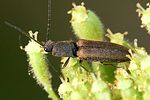 athous-bicolor-foto-weidlich