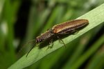 athous-bicolor2-foto-koehler