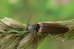 athous-bicolor3-foto-auer