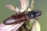 athous-haemorrhoidalis-foto-weidlich