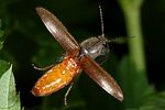 athous-haemorrhoidalis-start2-foto-nagel