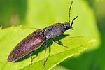 athous-haemorrhoidalis2-foto-fgrose