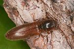 athous-subfuscus-foto-altmann