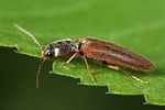athous-subfuscus-foto-faasen