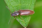 athous-subfuscus-foto-thomason